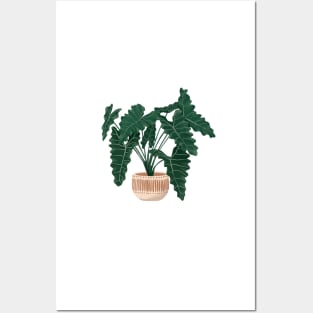 Philodendron Xanadu illustration Posters and Art